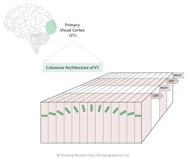 A visual representation of the &ldquo;architecture&rdquo; of the V1 of our visual cortex